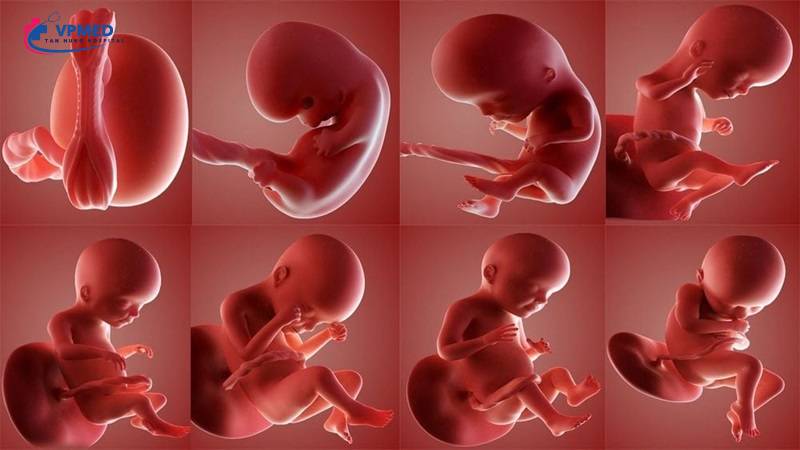 Thai nhi phát triển như thế nào ở tuần thứ 22?